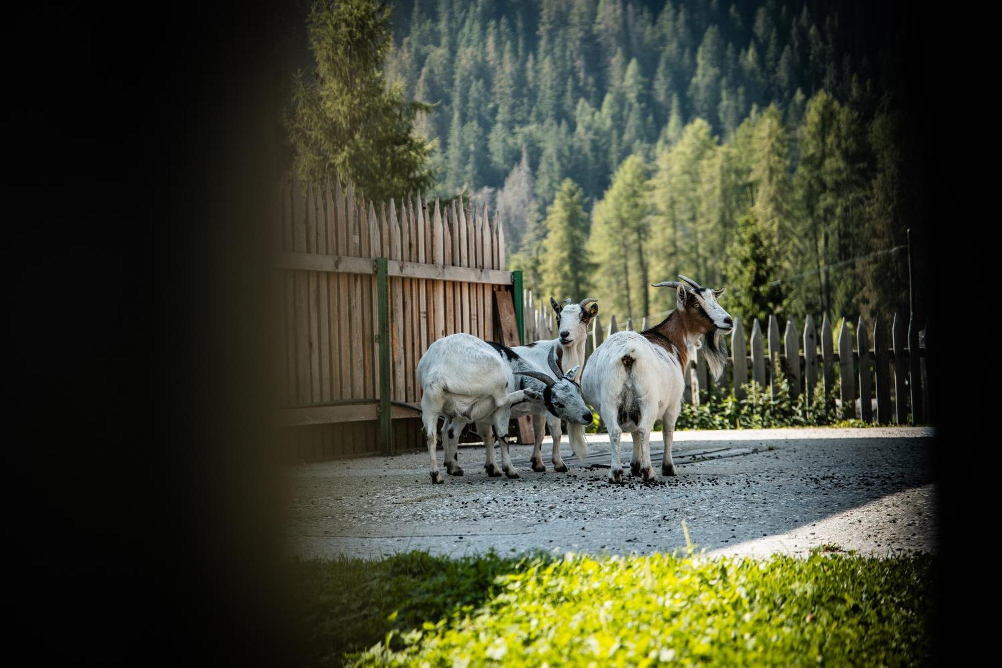 Hotel Pension Odles San Martino in Badia Exterior foto